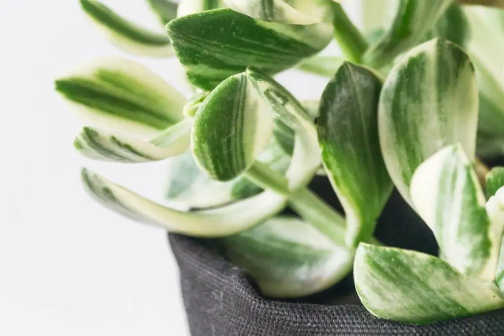 Indoor jade plant care tips