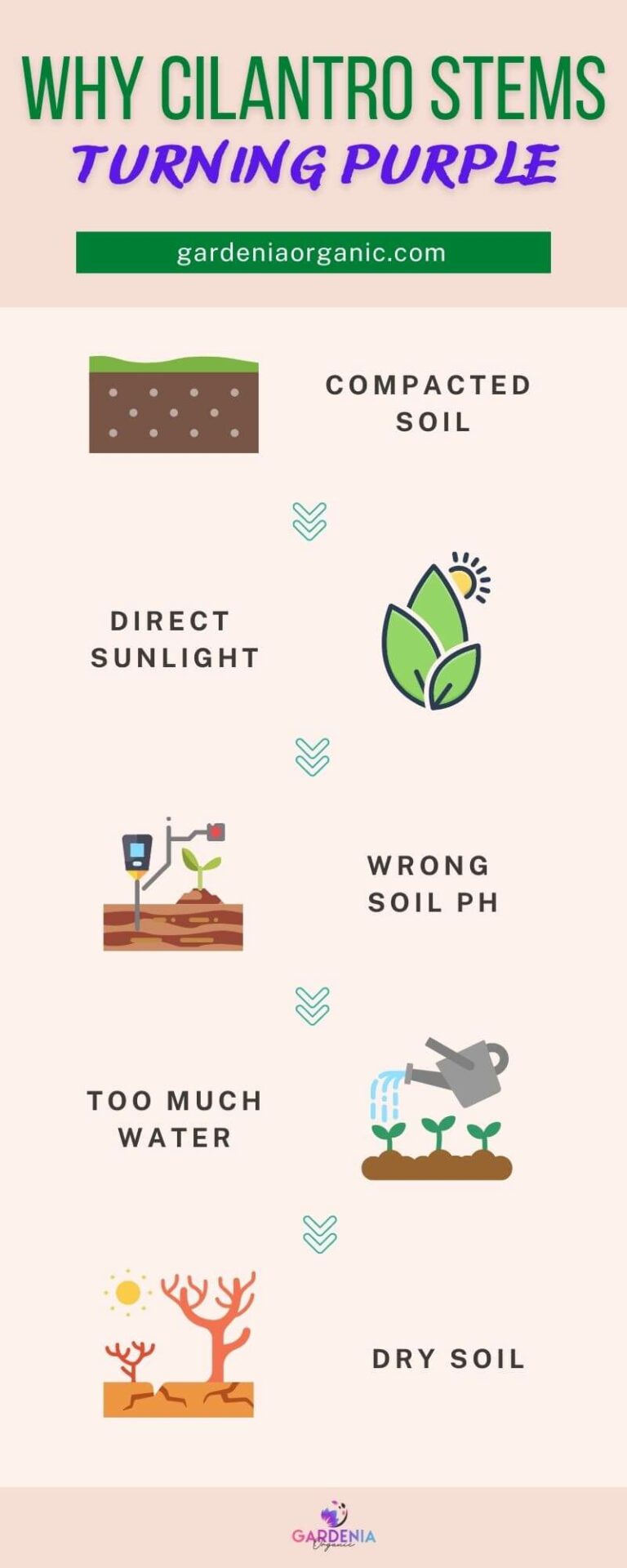 Why Are My Cilantro Stems Turning Purple? Gardenia Organic