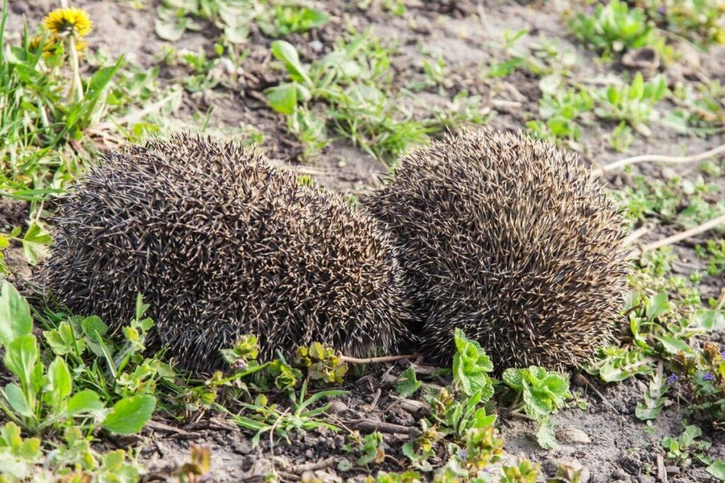 Interesting Tidbits About Hedgehogs