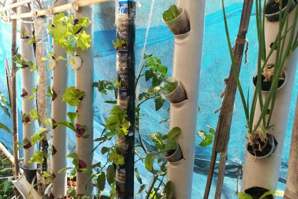 Fix Iron Deficiency in aquaponics