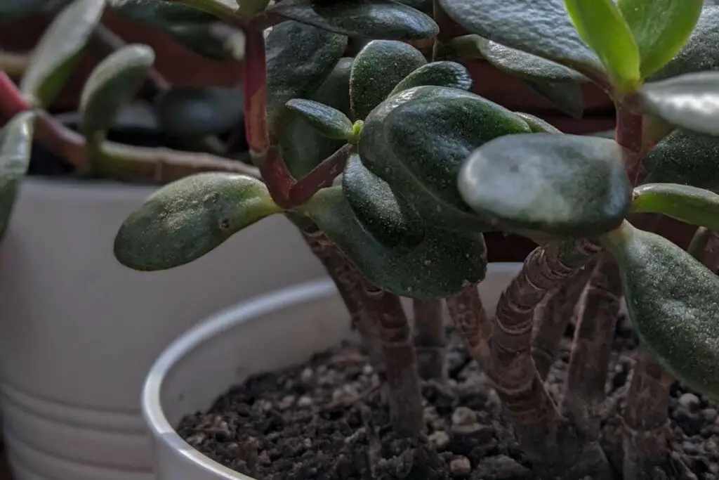 Jade plant diseases you can prevent and fix