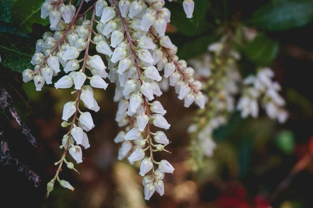 Japanese Andromeda bush flower