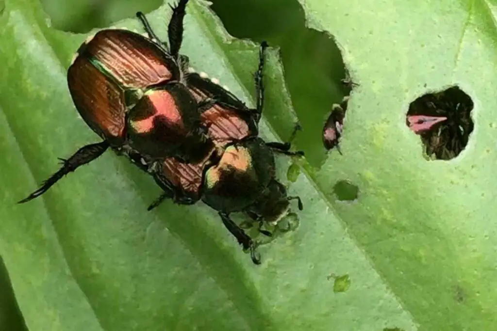 Japanese beetles eating leaves