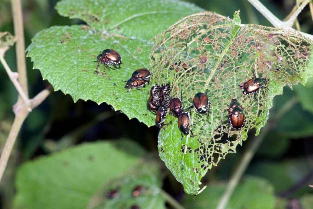 Destructive Japanese beetles in a garden