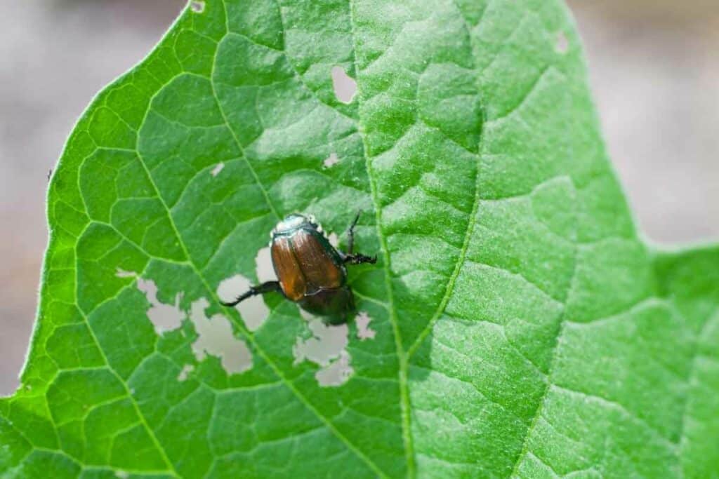 Where Do Japanese Beetles sleep at Night?