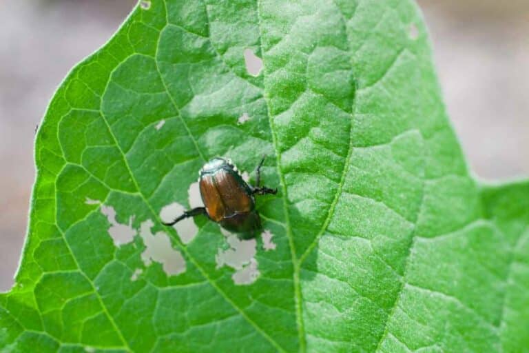 Where Do Japanese Beetles Go at Night? Gardenia Organic