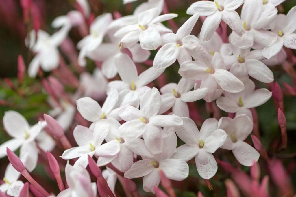 Jasmine Climbing Indoor Plants