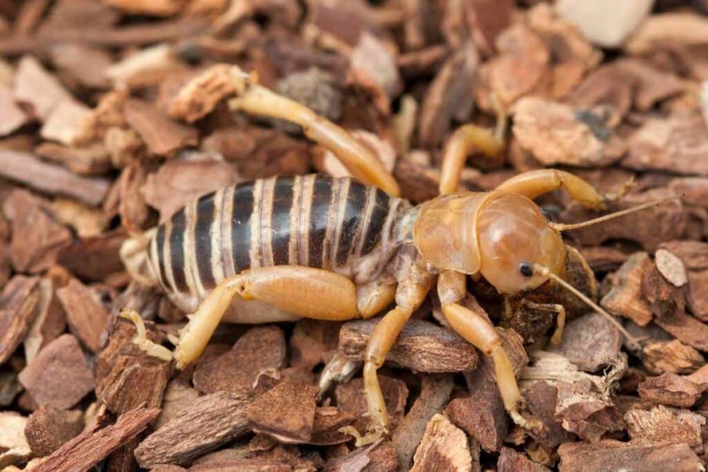 Jerusalem cricket in garden