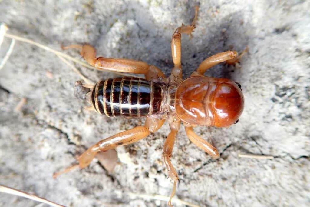 Jerusalem cricket bug