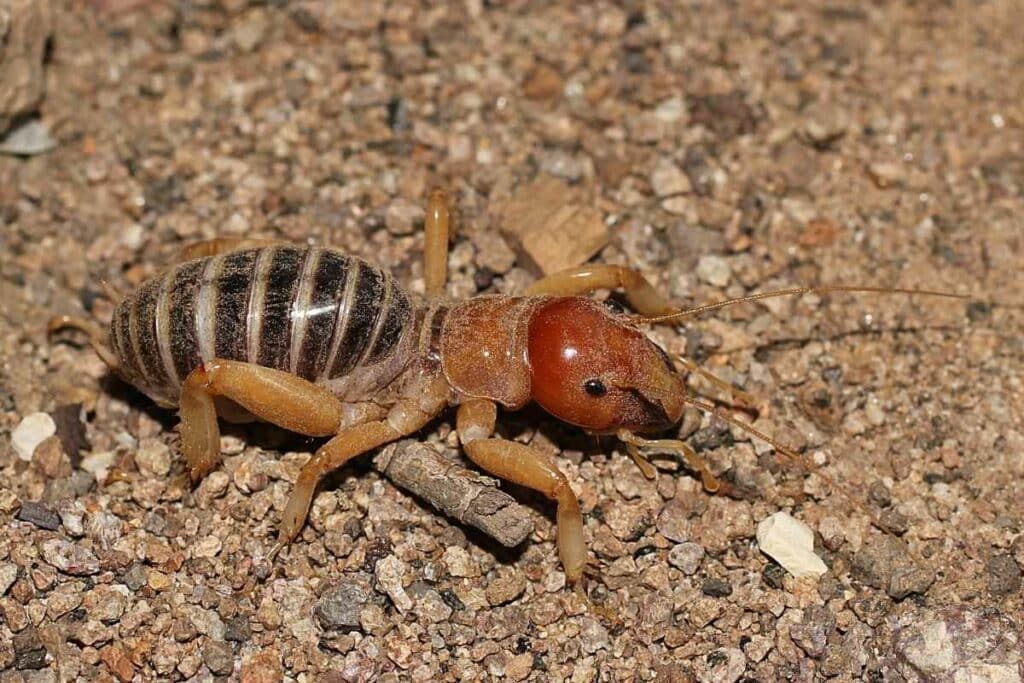 Jerusalem cricket on dirt