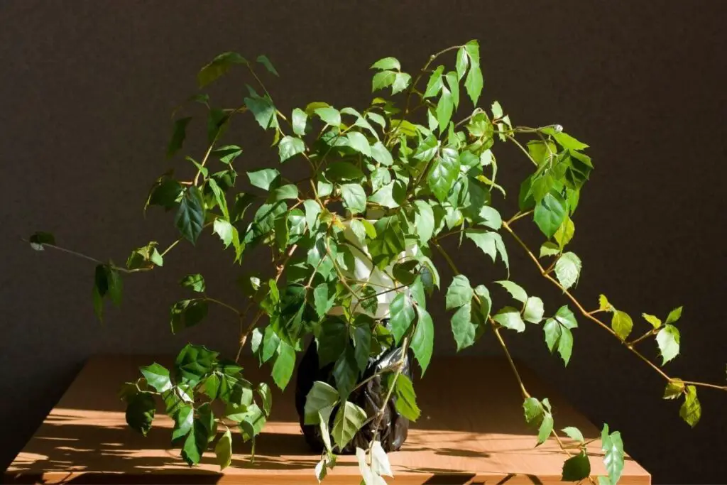 Kangaroo Vine climbing indoor plant