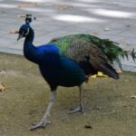 How to Keep Peacocks from Flying Away
