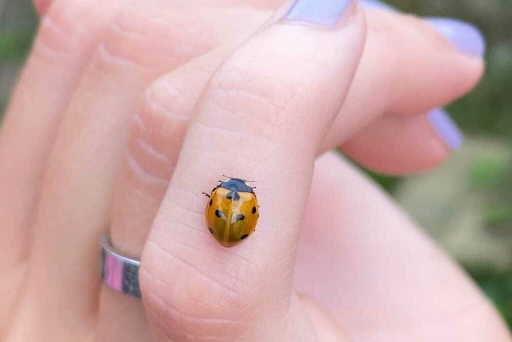 Ladybirds against pests