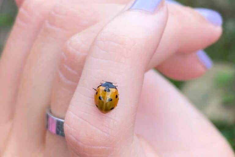 What Do Ladybirds Eat? (This Will Surprise You) Gardenia Organic