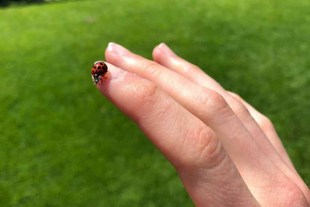 Ladybug Habitats Support the Ladybug Lifecycle