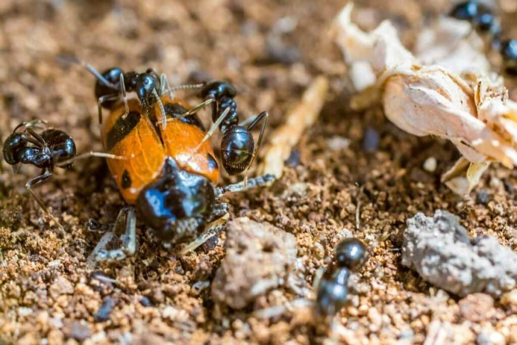 Ladybug and Ants