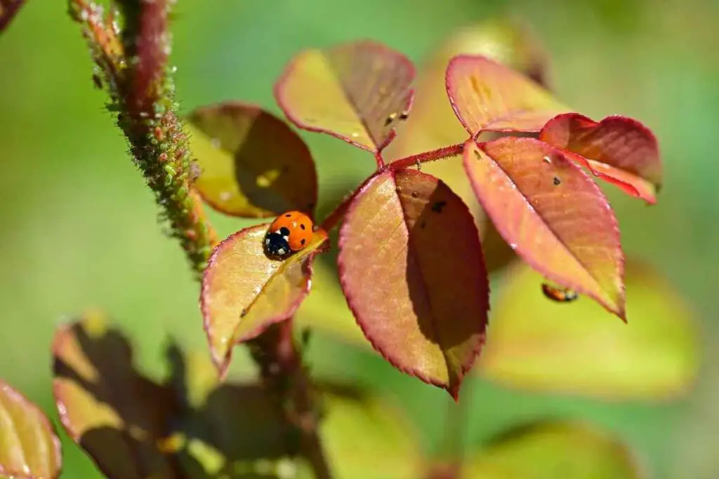 Ladybird on rose plant
