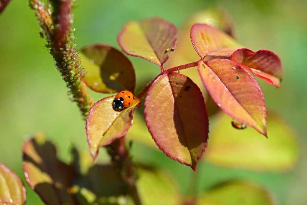 Ladybird on rose plant