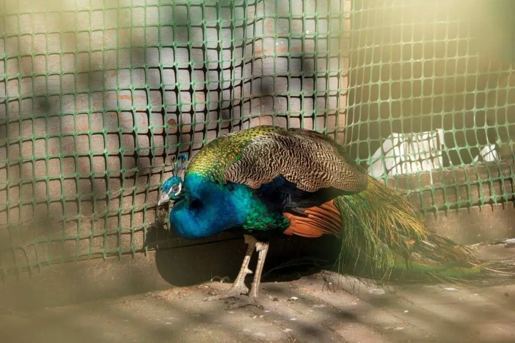 Peacock in a pen