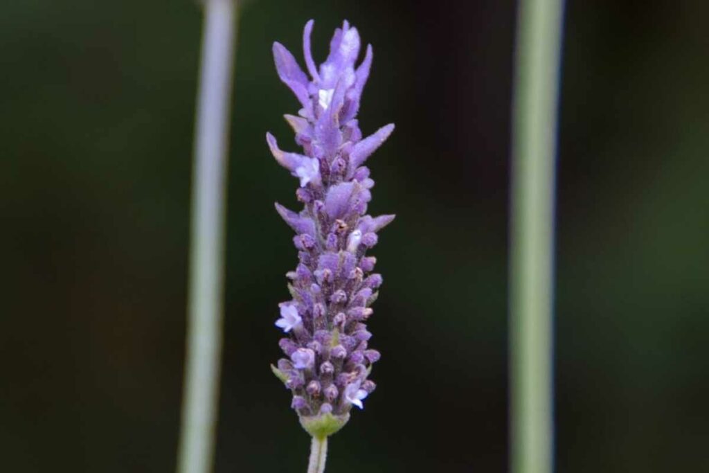 Lavander plant need sunlight