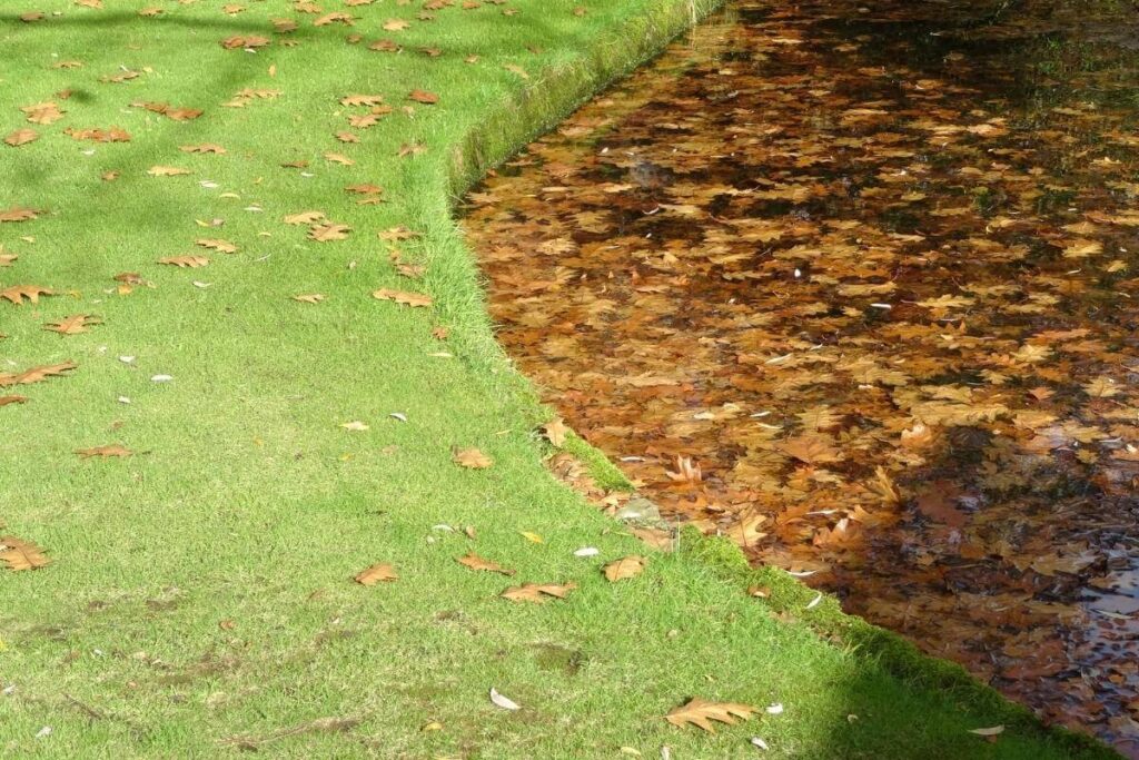 Lawn at the edge of the wildlife pond