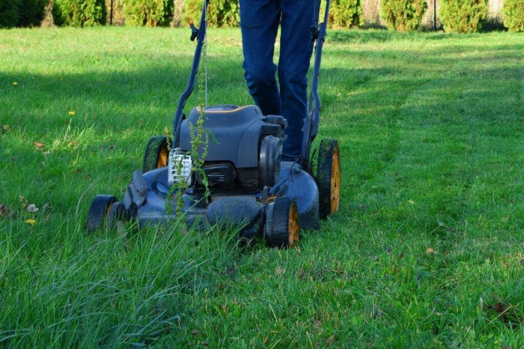 Lawn Care vs. Lawn Maintenance: What’s the Difference?