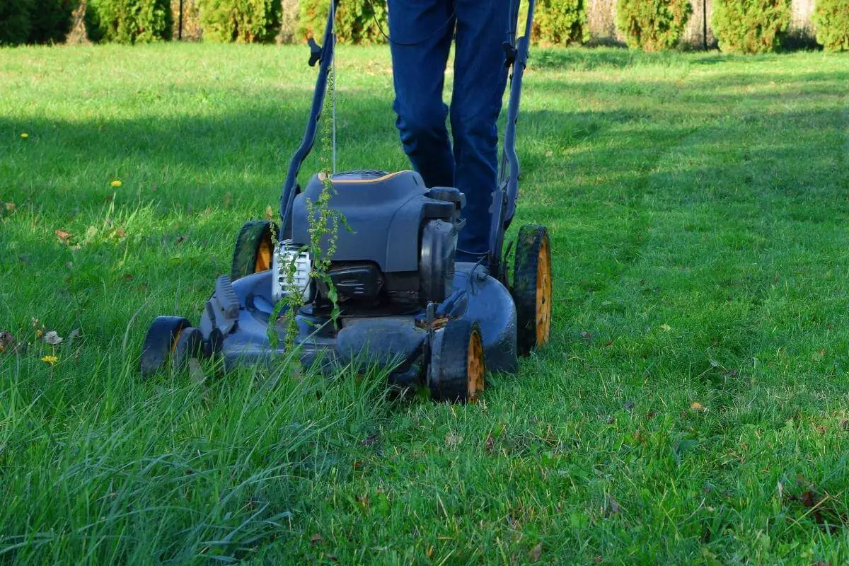 Lawn Care vs Lawn Maintenance: What’s the Difference?