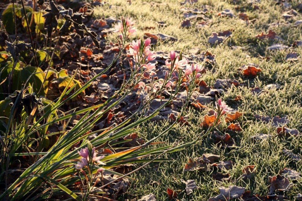 What you should do with your lawn in winter