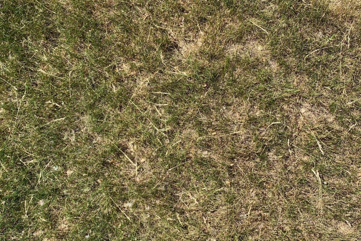 Does Grass Die In Winter Gardenia Organic