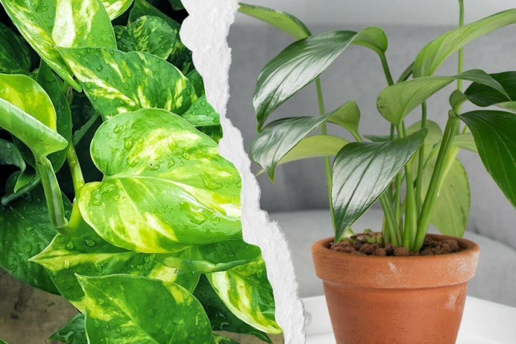 How to Tell the Difference Between Pothos vs Philodendron