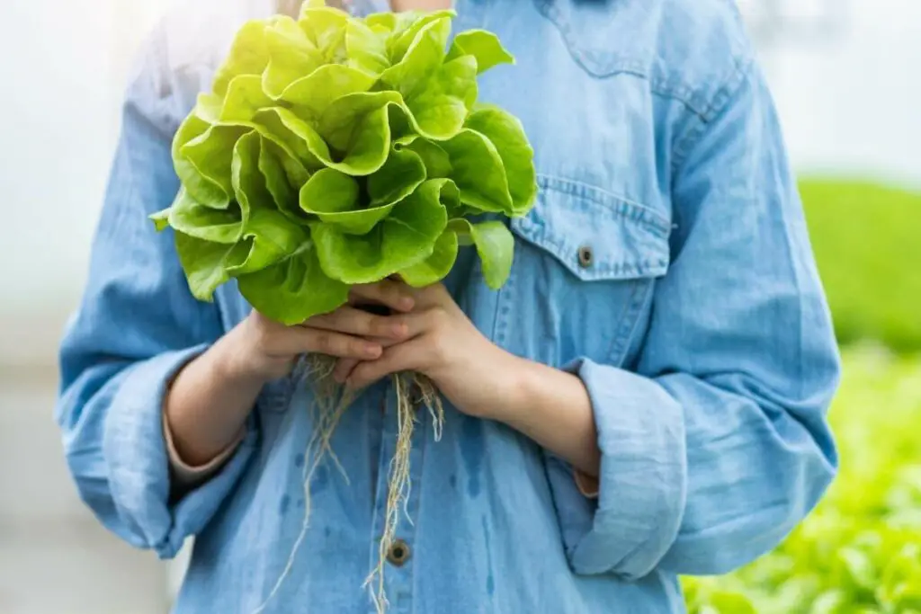 Growing Hydroponic lettuce for Profits