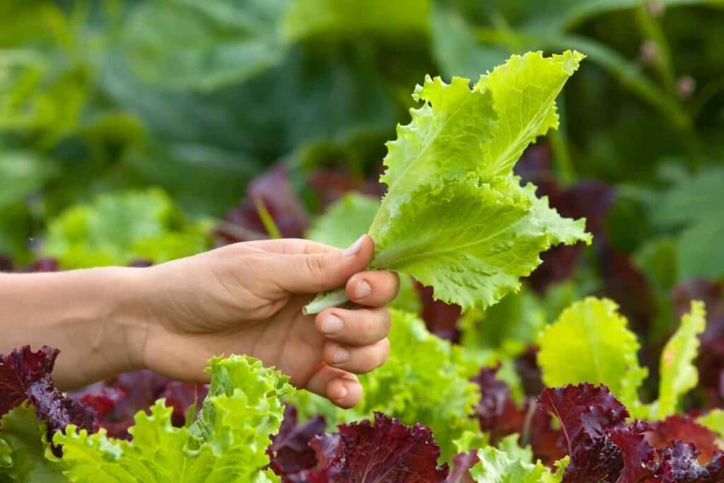 How Much Does a Lettuce Aerogarden Yield?