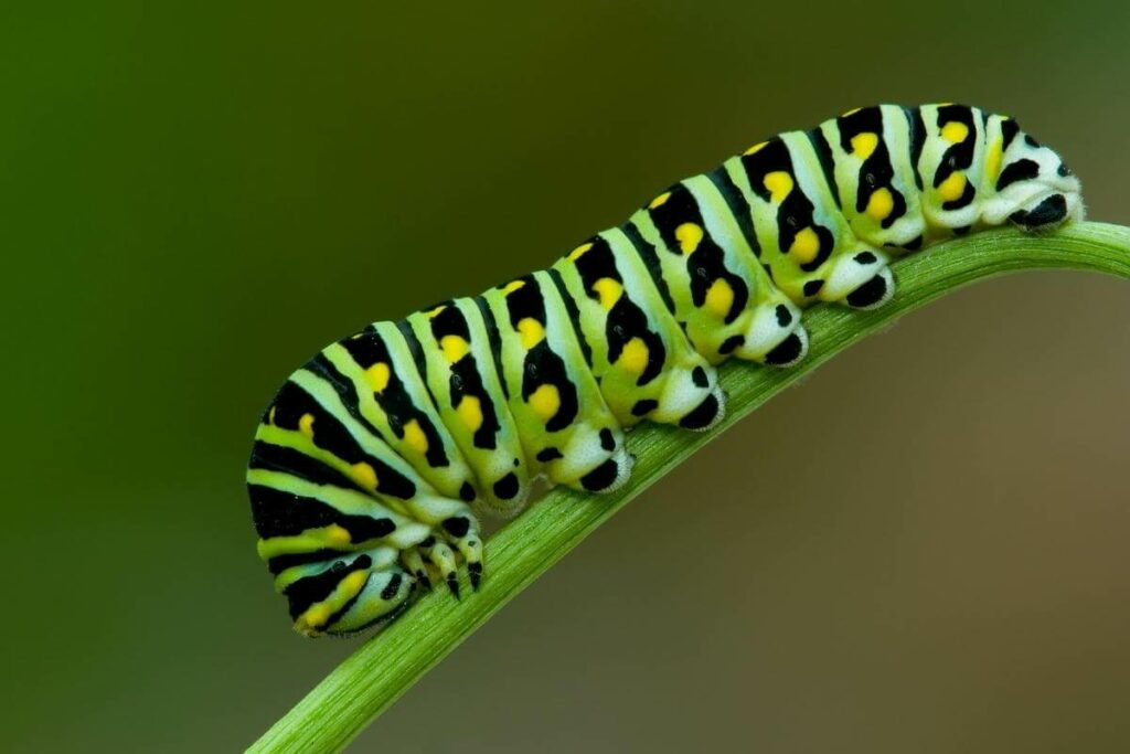 Black Swallowtail caterpillar