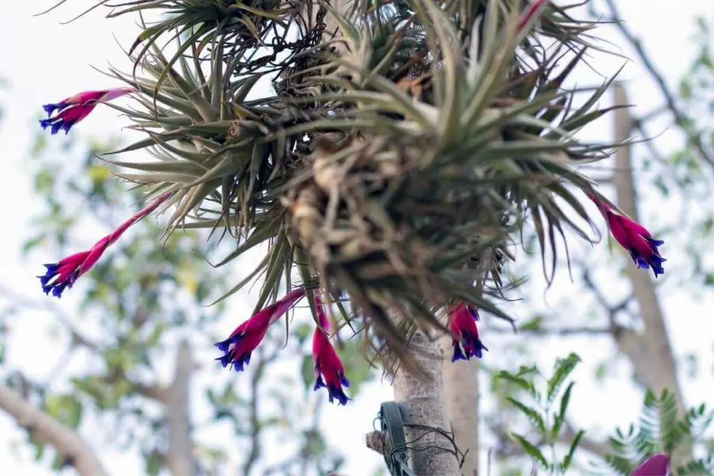 Air plant humidity that works best
