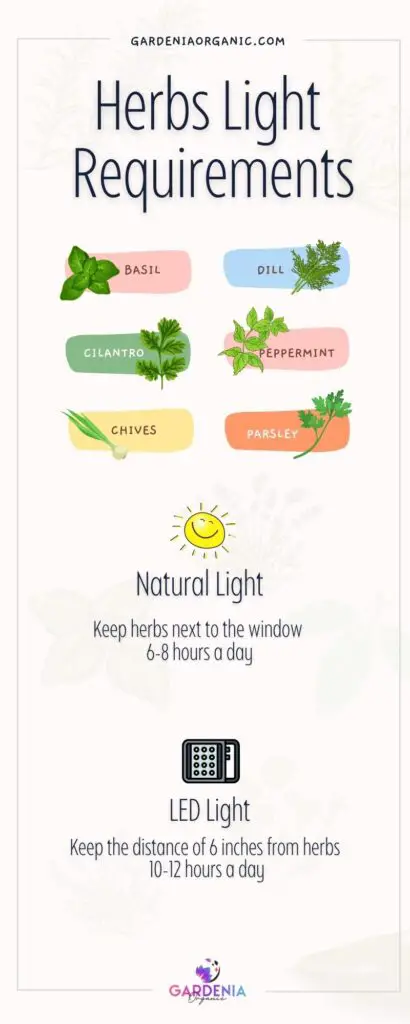 Herbs light requirements infographics