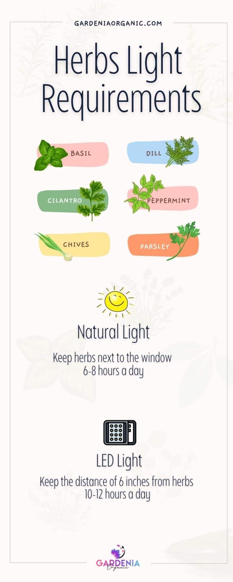 Herbs Light Requirements Guide Natural vs Artificial Light Gardenia