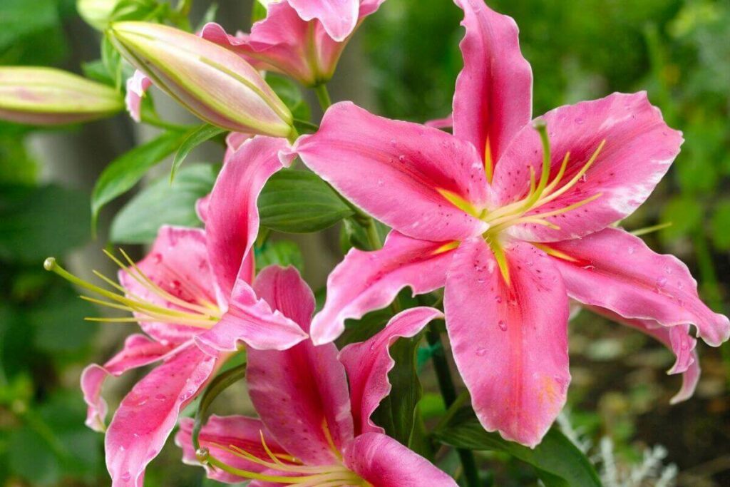 Lilies plant