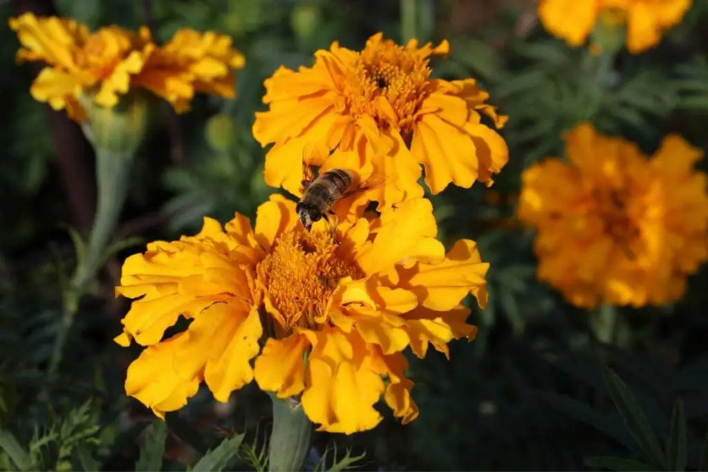 Marigolds and bees