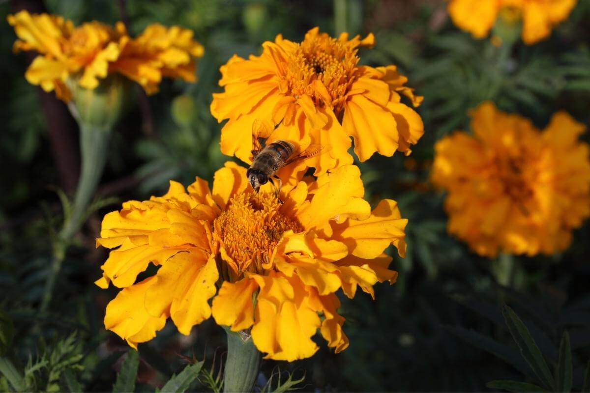 Do Marigolds Attract Bees into My Backyard? Gardenia Organic