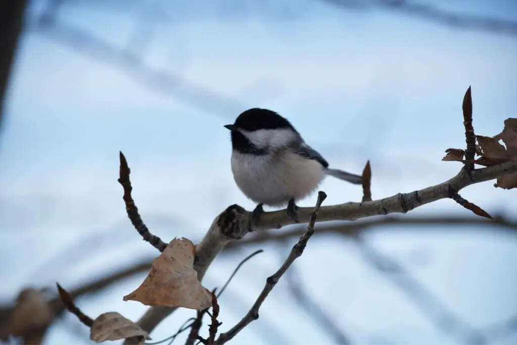 Massachusetts bird in winter