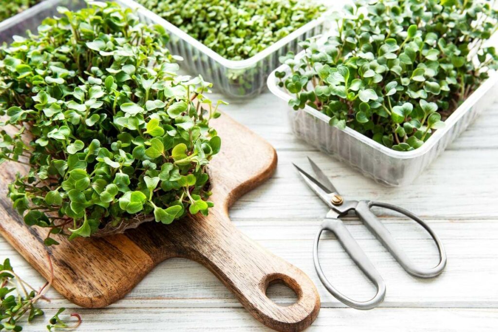 Preparation harvesting microgreens