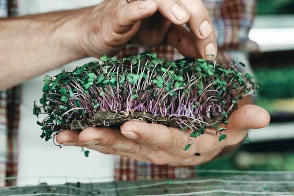 Microgreens mature plant benefits