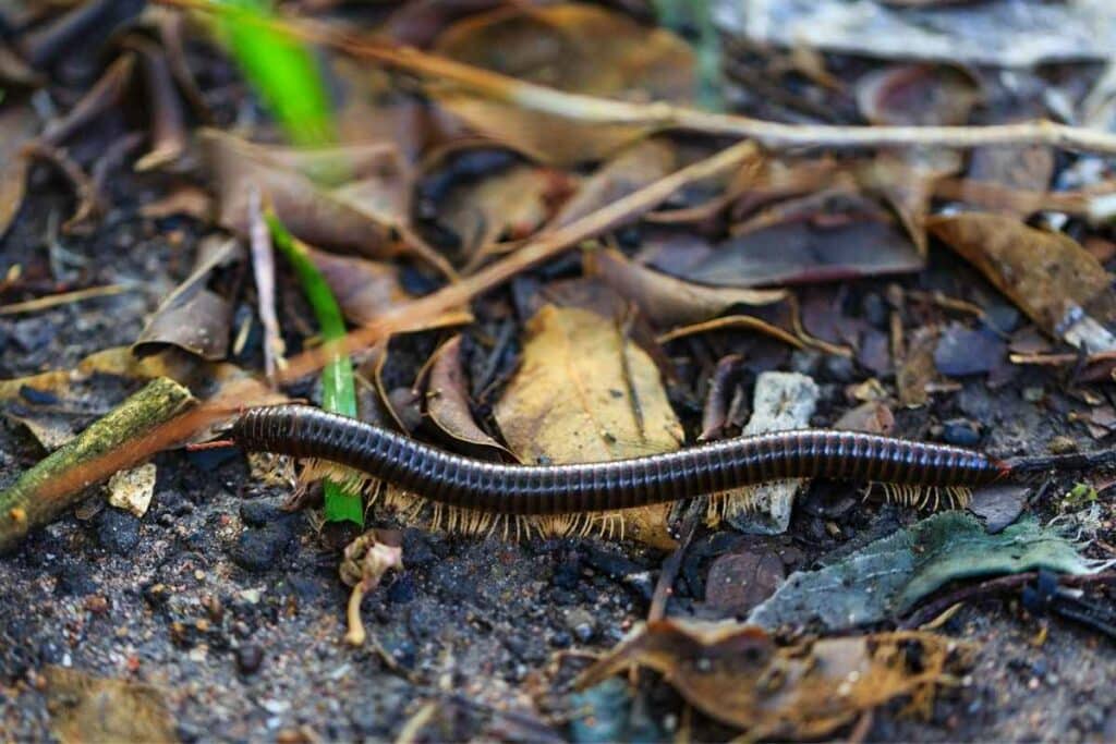 Millipedes vs centipedes facts