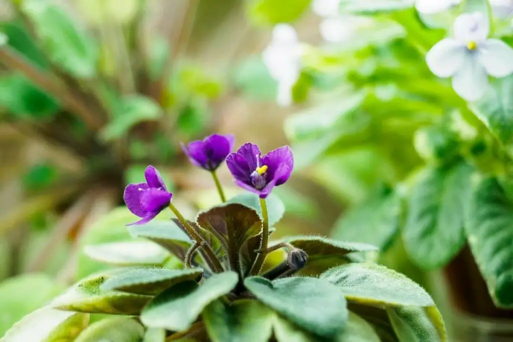 Mini-African violets for terrarium