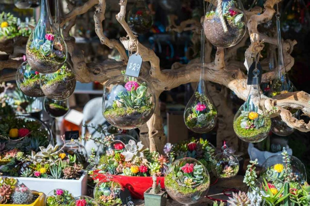 Mini succulents in bowls outside