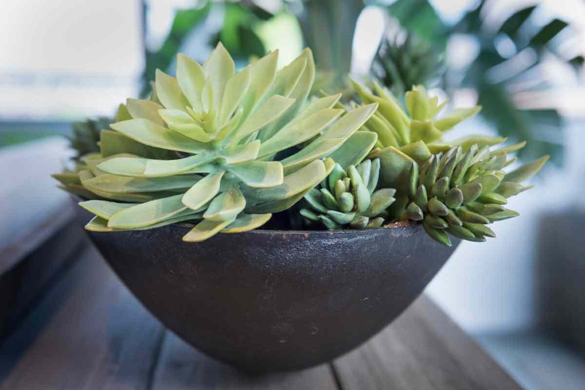 Can Succulents Grow In Fluorescent Light? Gardenia Organic