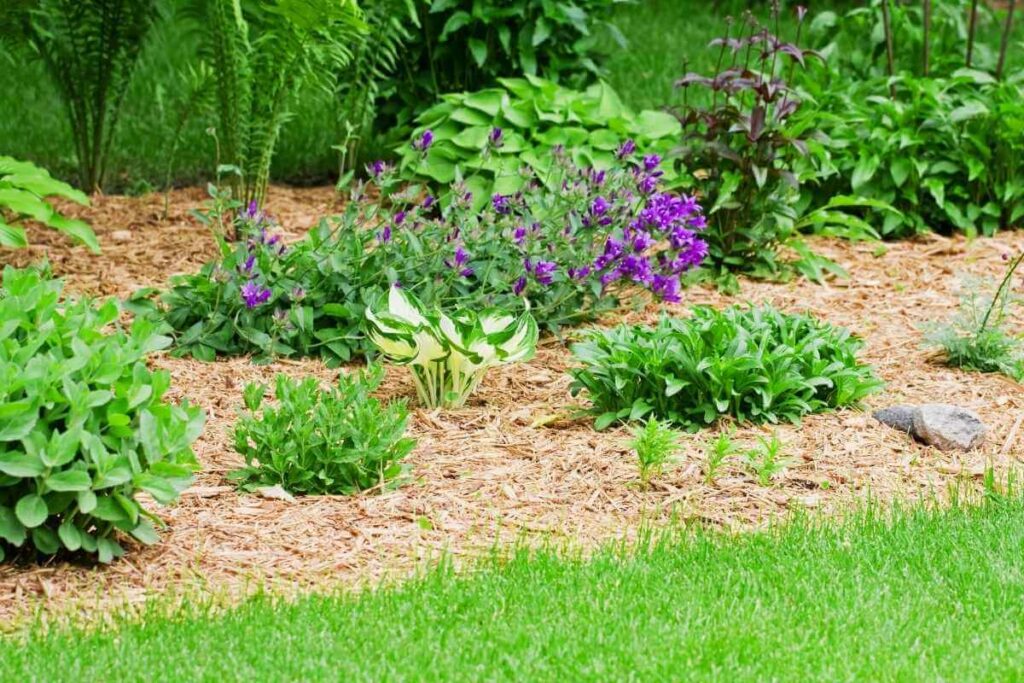 Organic Mulch in garden