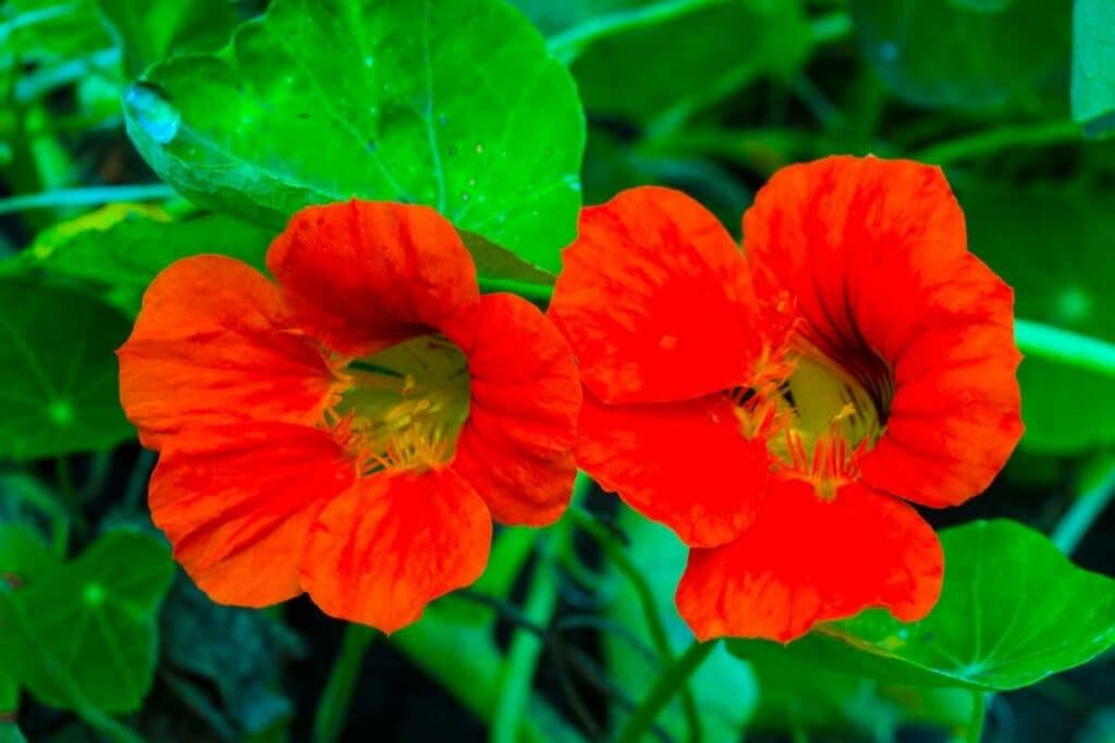 Nasturtiums plant