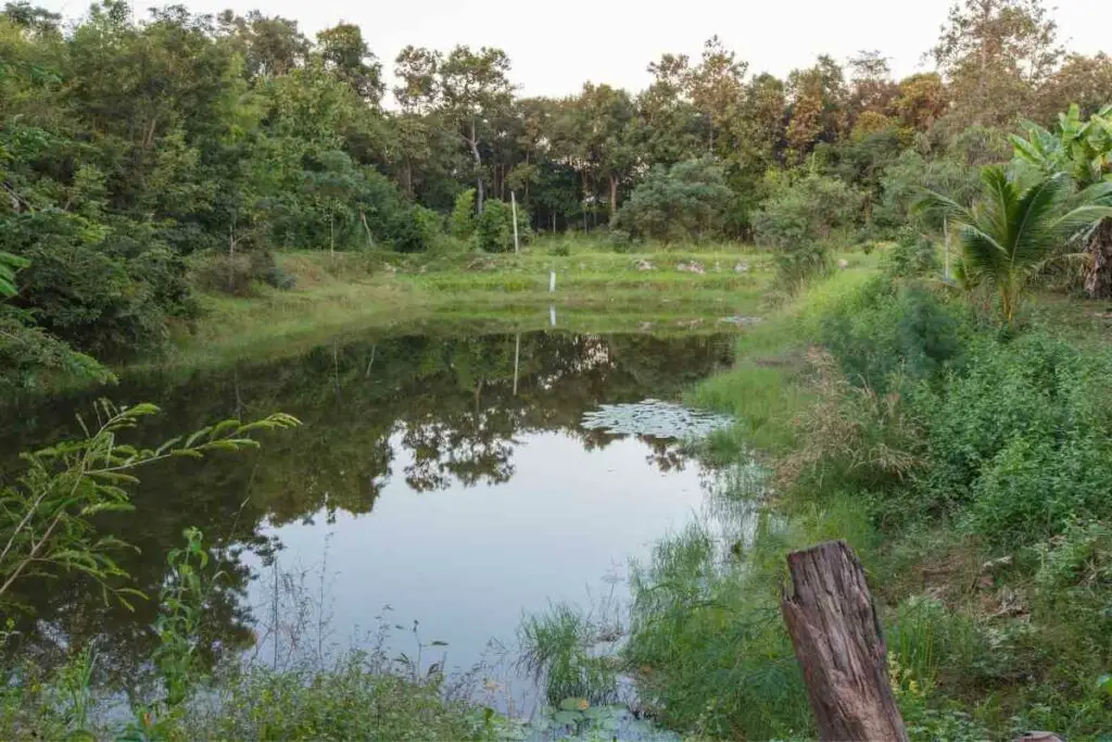 Natural pond with flora and fauna
