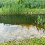 How Do Natural Ponds Stay Clean?